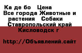 Ка де бо › Цена ­ 25 000 - Все города Животные и растения » Собаки   . Ставропольский край,Кисловодск г.